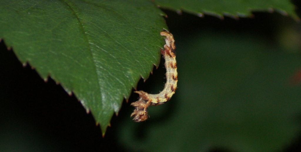 Chenille d'Erannis defolaria