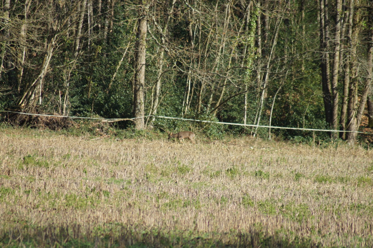 Le chevreuil, mammifère des lisières