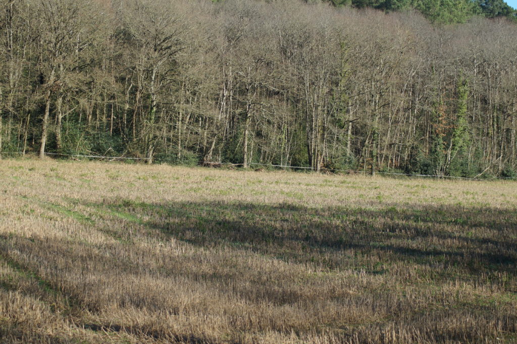 Chevreuil au loin