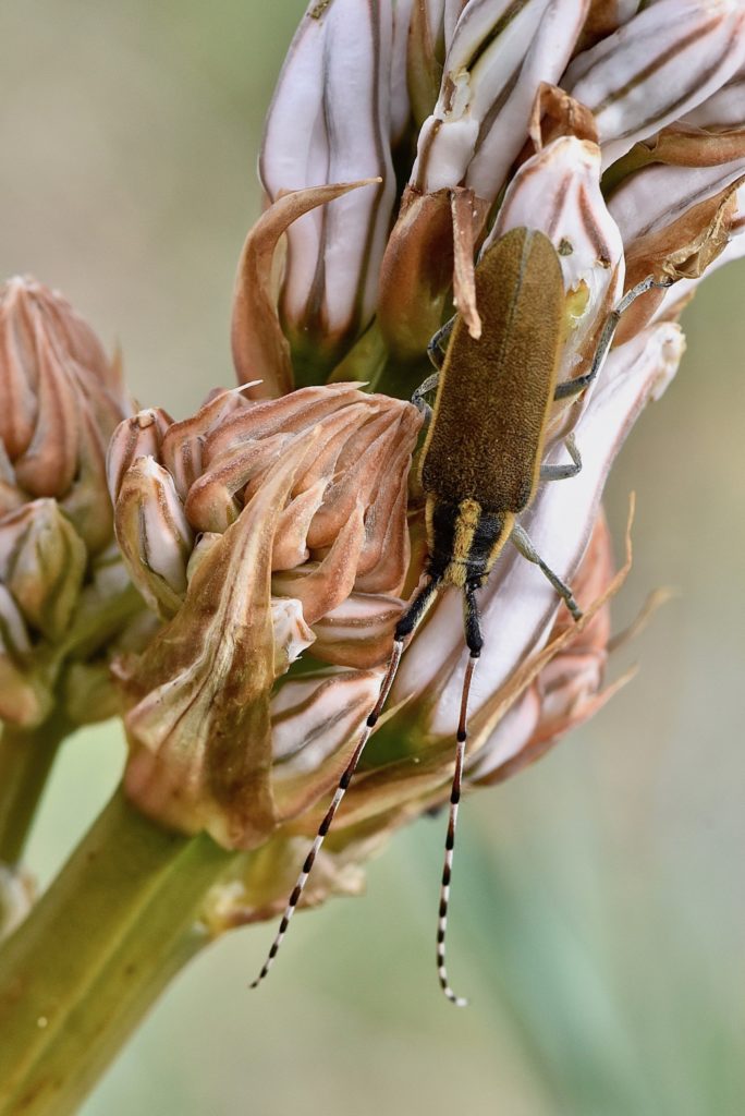 Agapanthia asphodeli