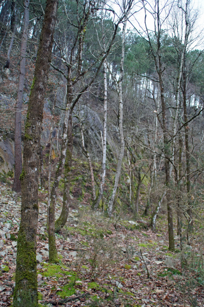 Bouleaux dans la clairière