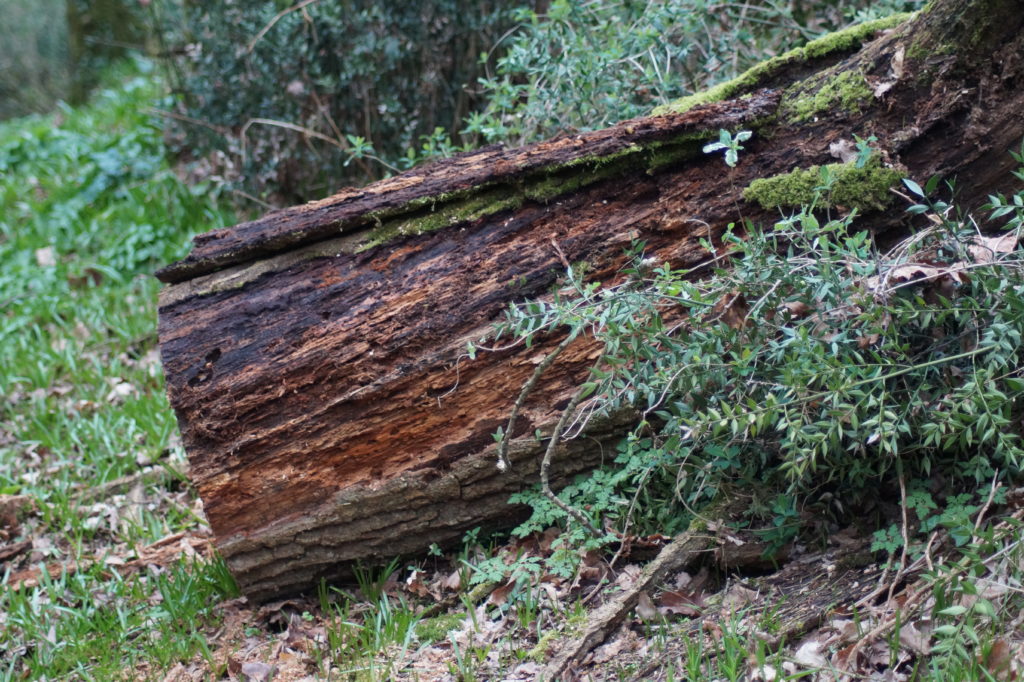 Arbre tronçonné laissé sur place