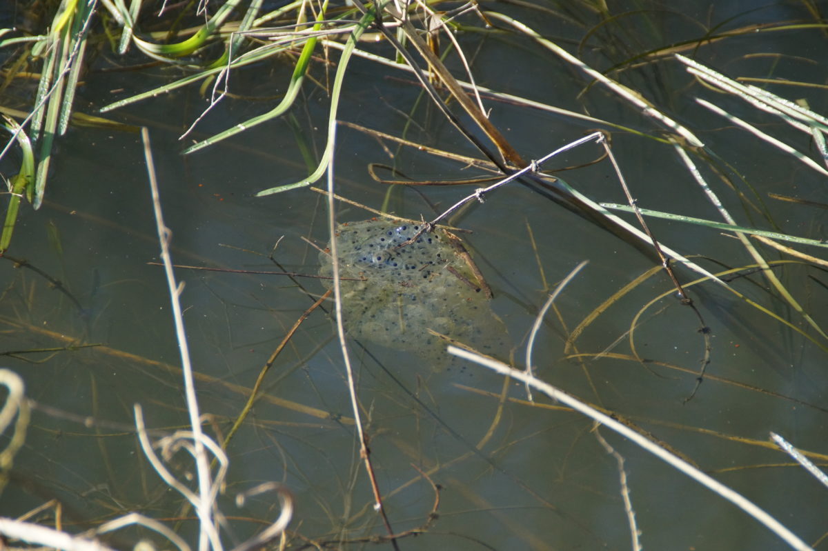 Premières pontes de l’année dans la mare