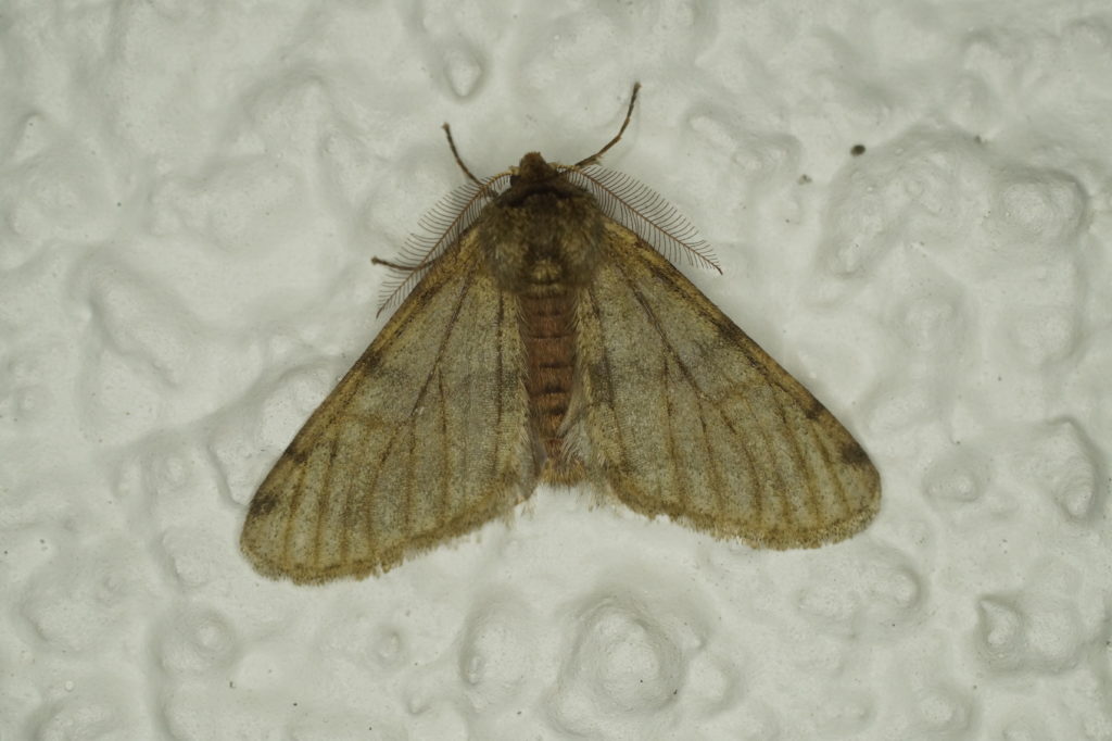 Phigalia pilosaria