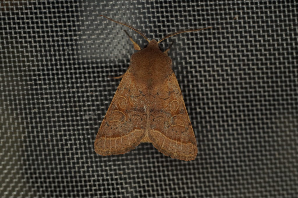 Orthosia cerasi