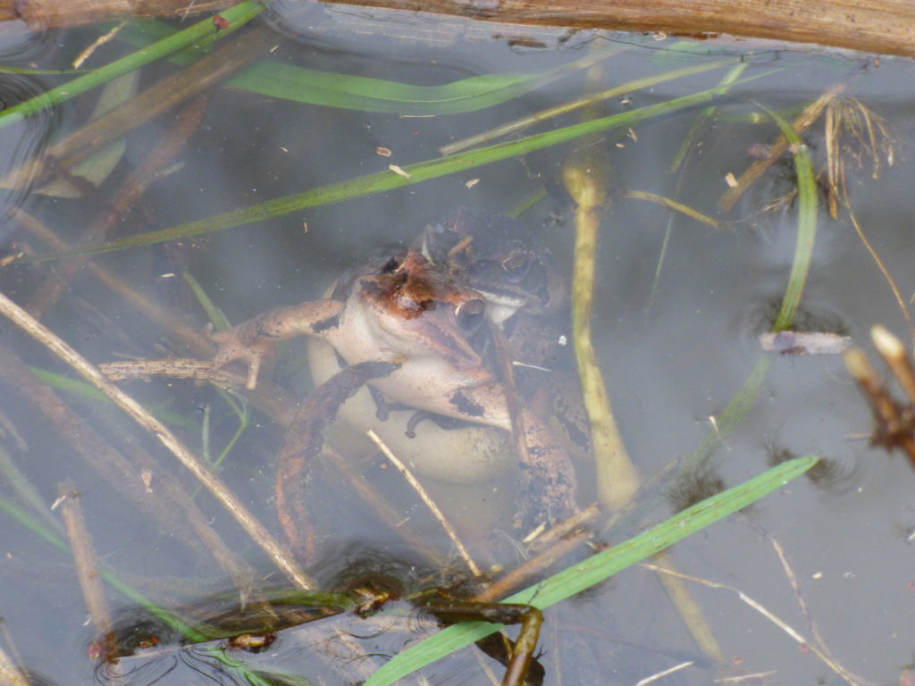 Amplexus grenouilles agiles