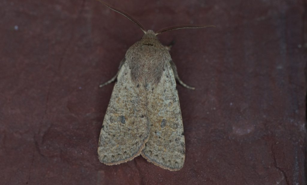 Orthosia cruda