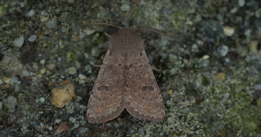 Orthosia cruda 2nd specimen